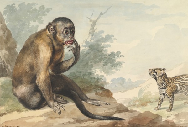 A Monkey Sitting on a Rock Looking at a Civet, 1764.