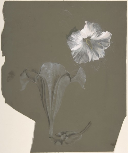 A Study of Two White Lilies, n.d..
