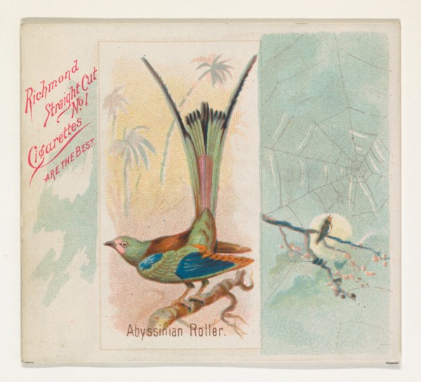 Abyssinian Roller, from the Song Birds of the World series (N42) for Allen & Ginter Cigarettes, 1890.