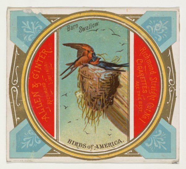 Barn Swallow, from the Birds of America series (N37) for Allen & Ginter Cigarettes, 1888.