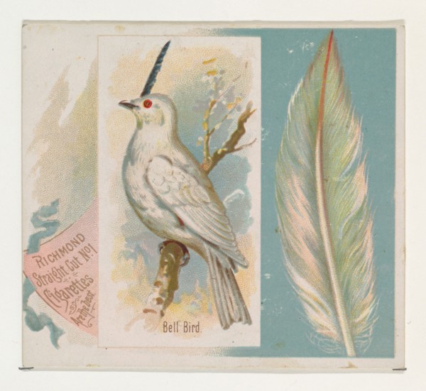 Bell Bird, from the Song Birds of the World series (N42) for Allen & Ginter Cigarettes, 1890.