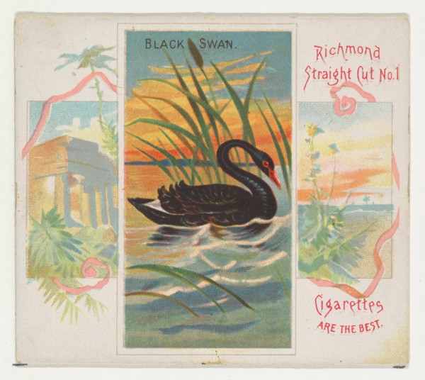 Black Swan, from Birds of the Tropics series (N38) for Allen & Ginter Cigarettes, 1889.