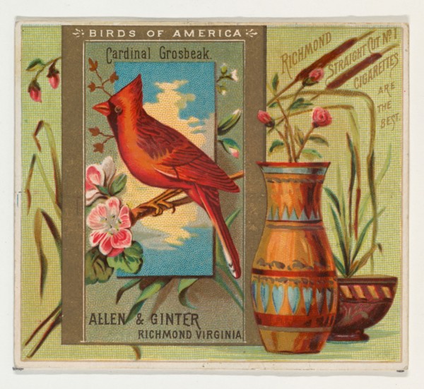 Cardinal Grosbeak, from the Birds of America series (N37) for Allen & Ginter Cigarettes, 1888.