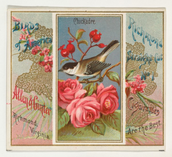 Chickadee, from the Birds of America series (N37) for Allen & Ginter Cigarettes, 1888.