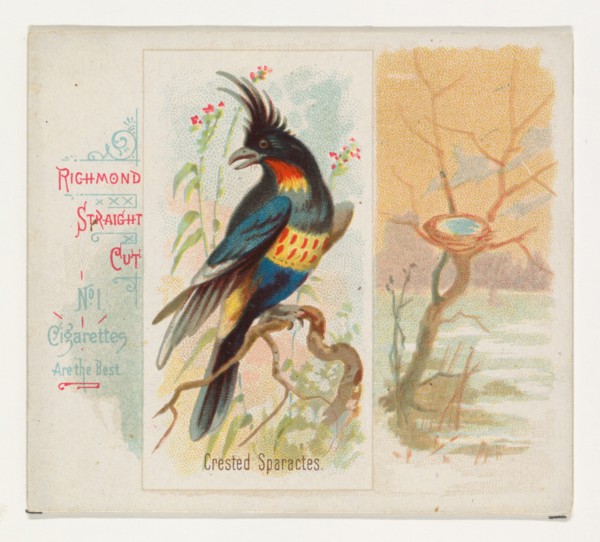 Crested Sparactes, from the Song Birds of the World series (N42) for Allen & Ginter Cigarettes, 1890.