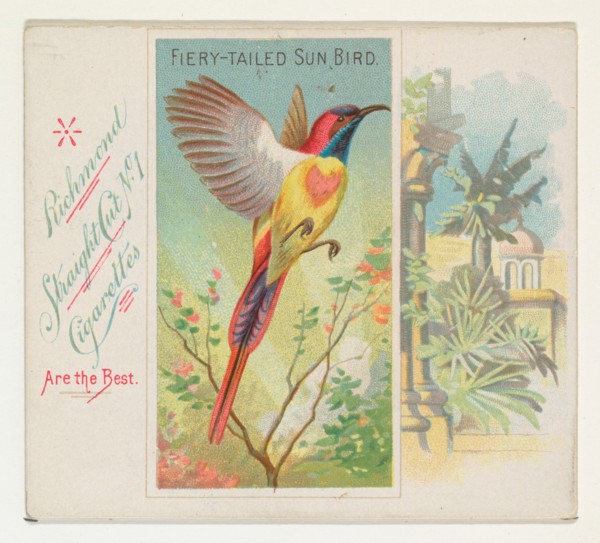 Fiery-Tailed Sun Bird, from Birds of the Tropics series (N38) for Allen & Ginter Cigarettes, 1889.