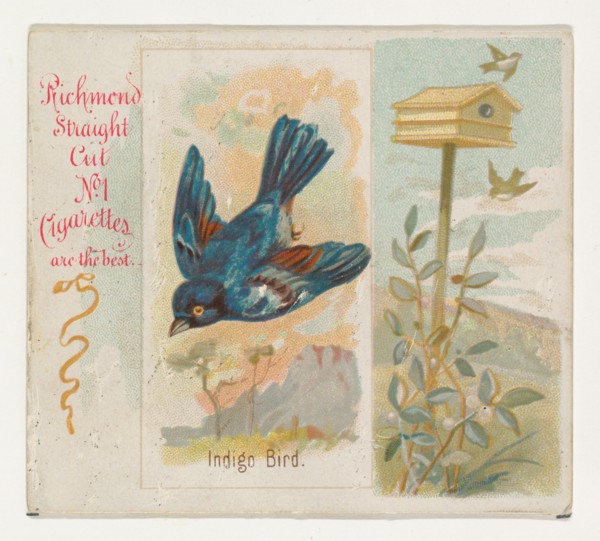 Indigo Bird, from the Song Birds of the World series (N42) for Allen & Ginter Cigarettes, 1890.