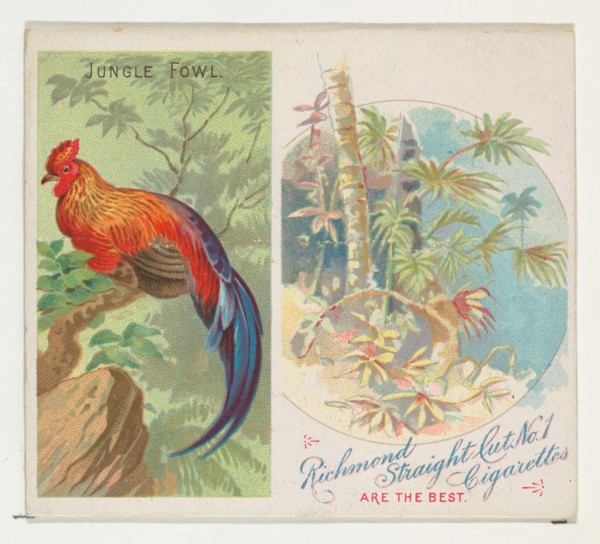 Jungle Fowl, from Birds of the Tropics series (N38) for Allen & Ginter Cigarettes, 1889.