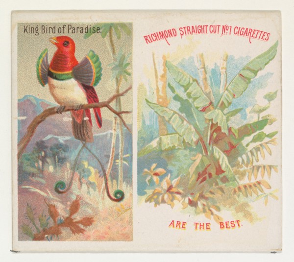 King Bird of Paradise, from Birds of the Tropics series (N38) for Allen & Ginter Cigarettes, 1889.