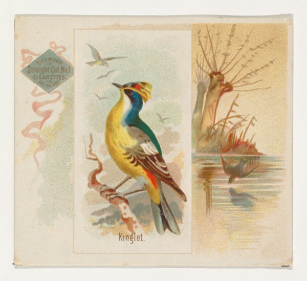 Kinglet, from the Song Birds of the World series (N42) for Allen & Ginter Cigarettes, 1890.