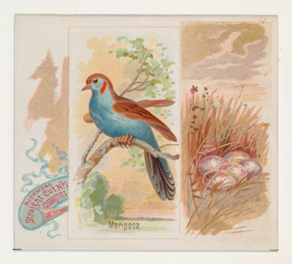 Mariposa, from the Song Birds of the World series (N42) for Allen & Ginter Cigarettes, 1890.
