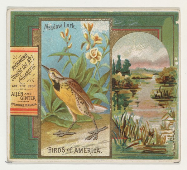 Meadow Lark, from the Birds of America series (N37) for Allen & Ginter Cigarettes, 1888.