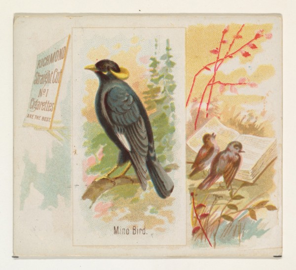 Mino Bird, from the Song Birds of the World series (N42) for Allen & Ginter Cigarettes, 1890.