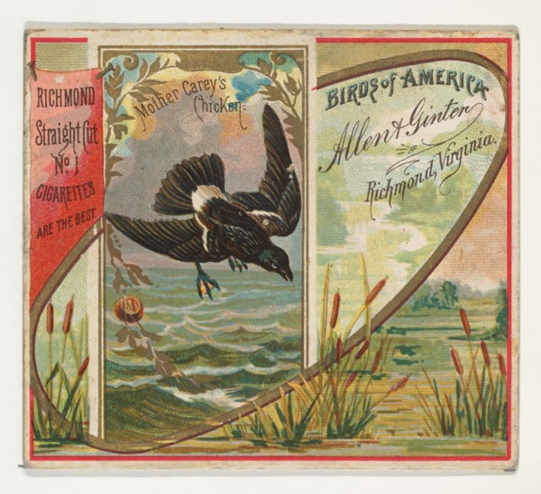 Mother Carey's Chicken, from the Birds of America series (N37) for Allen & Ginter Cigarettes, 1888.