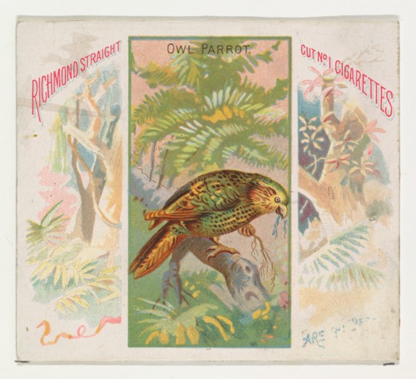 Owl Parrot, from Birds of the Tropics series (N38) for Allen & Ginter Cigarettes, 1889.