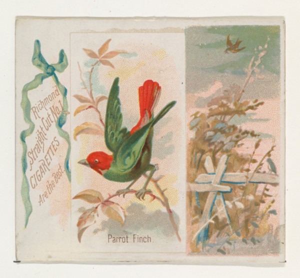 Parrot Finch, from the Song Birds of the World series (N42) for Allen & Ginter Cigarettes, 1890.