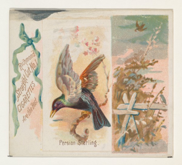 Persian Starling, from the Song Birds of the World series (N42) for Allen & Ginter Cigarettes, 1890.