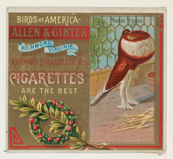 Pouter Pigeon, from the Birds of America series (N37) for Allen & Ginter Cigarettes, 1888.