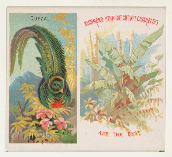 Quezal, from Birds of the Tropics series (N38) for Allen & Ginter Cigarettes, 1889.