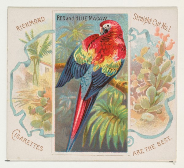 Red and Blue Macaw, from Birds of the Tropics series (N38) for Allen & Ginter Cigarettes, 1889.