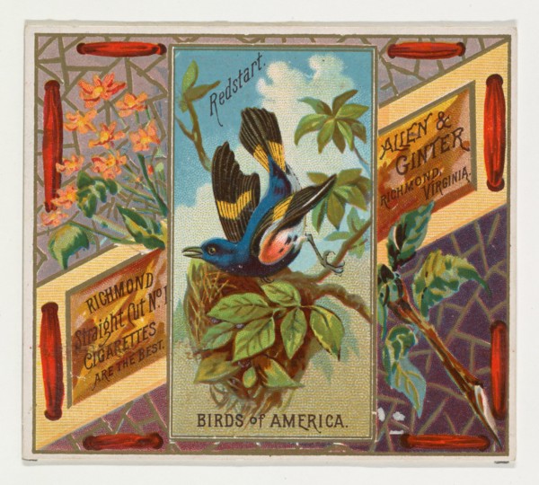 Redstart, from the Birds of America series (N37) for Allen & Ginter Cigarettes, 1888.