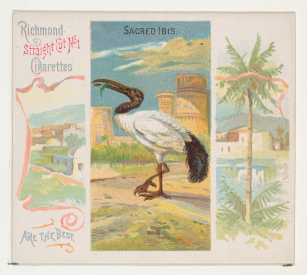 Sacred Ibis, from Birds of the Tropics series (N38) for Allen & Ginter Cigarettes, 1889.