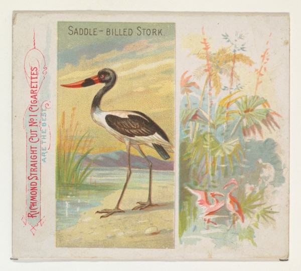 Saddle-Billed Stork, from Birds of the Tropics series (N38) for Allen & Ginter Cigarettes, 1889.