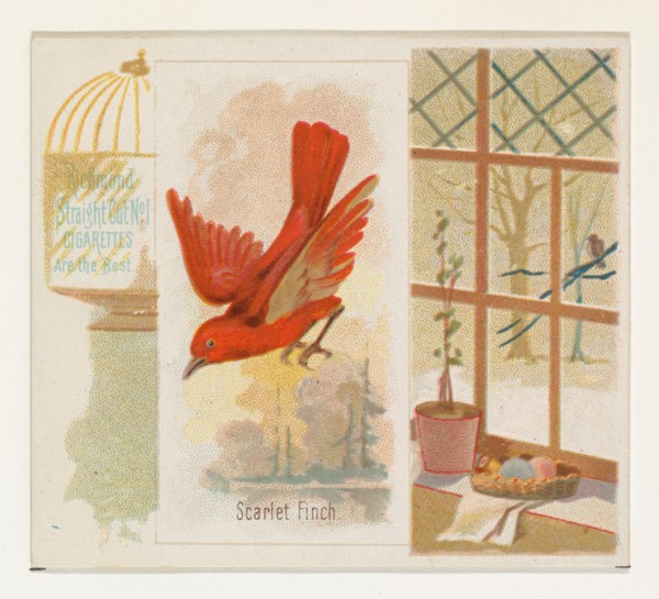 Scarlet Finch, from the Song Birds of the World series (N42) for Allen & Ginter Cigarettes, 1890.