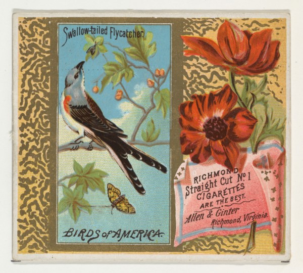Swallow-tailed Flycatcher, from the Birds of America series (N37) for Allen & Ginter Cigarettes, 1888.