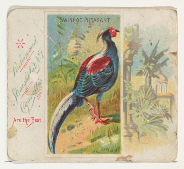 Swinhoe Pheasant, from Birds of the Tropics series (N38) for Allen & Ginter Cigarettes, 1889.