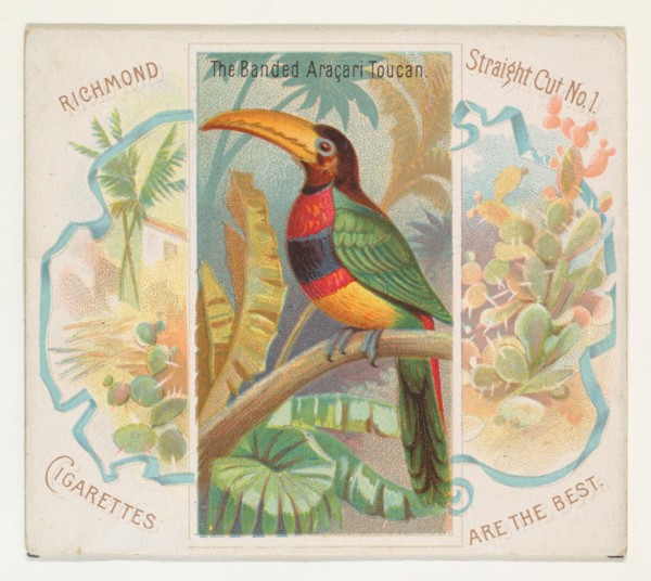 The Banded Aracari Toucan, from Birds of the Tropics series (N38) for Allen & Ginter Cigarettes, 1889.