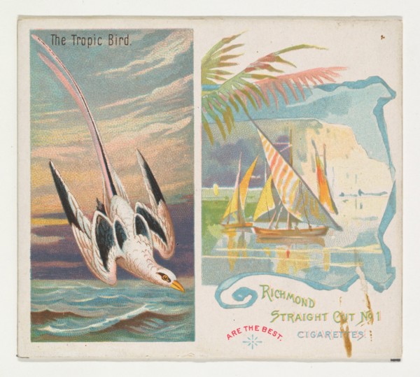 The Tropic Bird, from Birds of the Tropics series (N38) for Allen & Ginter Cigarettes, 1889.