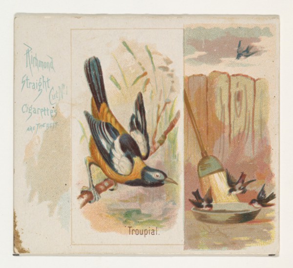 Troupial, from the Song Birds of the World series (N42) for Allen & Ginter Cigarettes, 1890.
