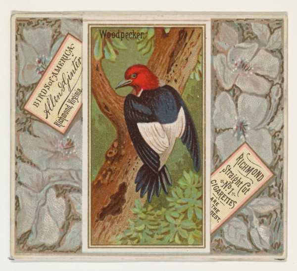 Woodpecker, from the Birds of America series (N37) for Allen & Ginter Cigarettes, 1888.