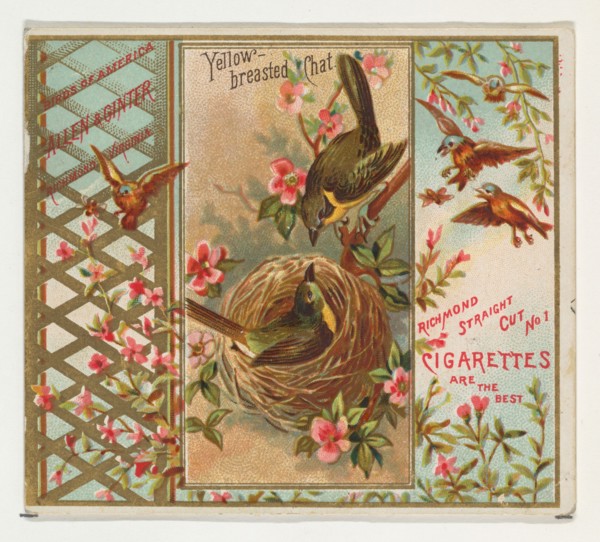 Yellow-breasted Chat, from the Birds of America series (N37) for Allen & Ginter Cigarettes, 1888.
