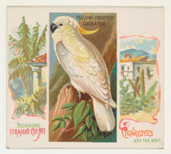 Yellow-Crested Cockatoo, from Birds of the Tropics series (N38) for Allen & Ginter Cigarettes, 1889.