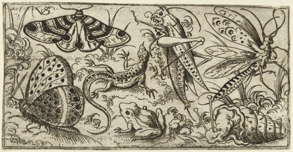 Group of insects and animals on a plain ground with grass, including a butterfly, a dragonfly, a moth, a cricket, a lizard, a frog, and a snail, 1530 - 1562. From Douce Ornament Prints Album I.