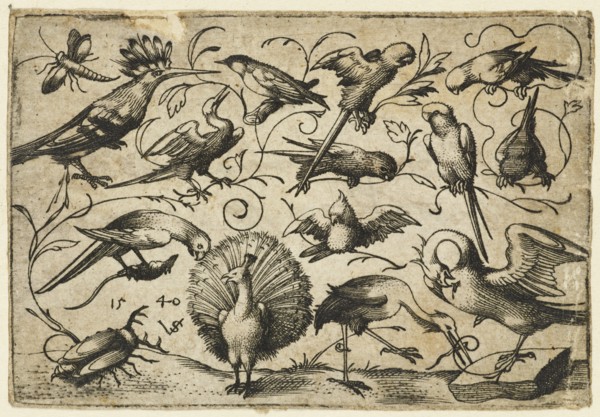 Ten birds on small foliage tendrils with a stork tying a tendril around a pelican?s leg, a peacock, and a large beetle in the foreground, 1540. From Douce Ornament Prints Album I.