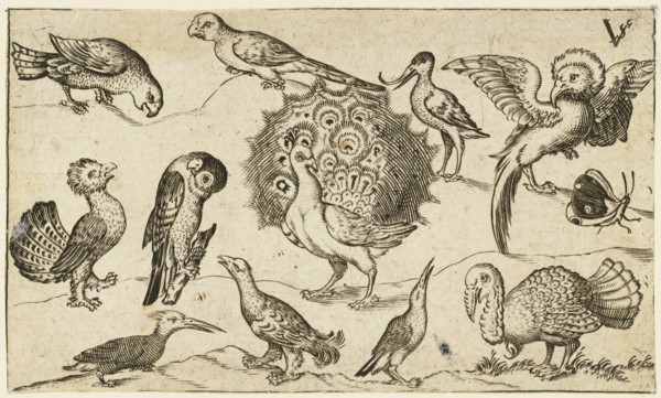 Peacock in centre surrounded by nine other birds, including a turkey, and a butterfly on a minimal ground with a small patch of grass, after 1572. From Douce Ornament Prints Album I.