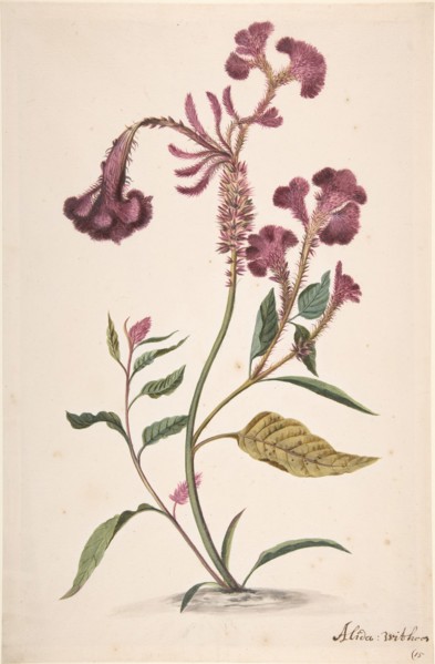 Study of a Hanekam (Celosia argentea), n.d..