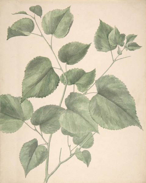 Leaves, 19th century.