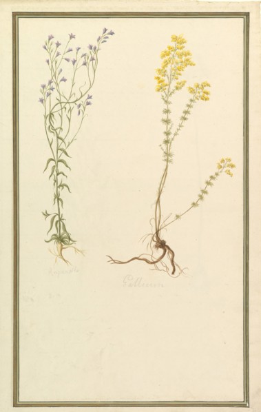 Botanical Studies, ca. 1820.