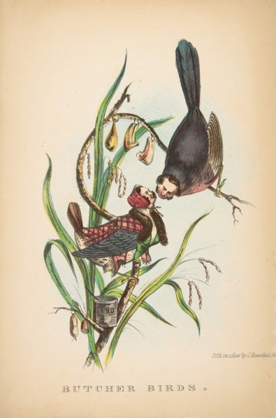 Butcher Birds, from The Comic Natural History of the Human Race, 1851.