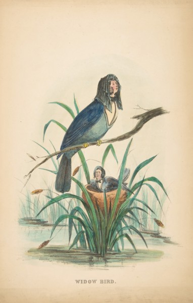 Widow Bird, from The Comic Natural History of the Human Race, 1851.