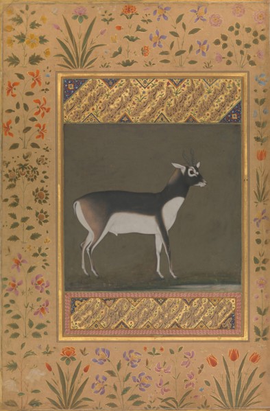 Black Buck, Folio from the Shah Jahan Album, recto: ca. 1615-20; verso: ca. 1530-50.