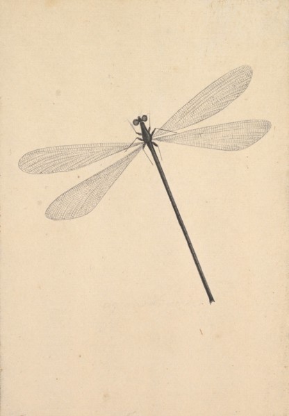 A Dragonfly, early 18th-mid 18th century.