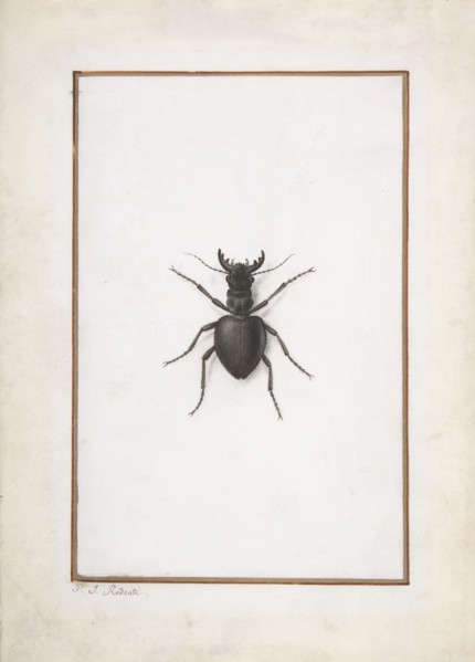 A Stag Beetle, .