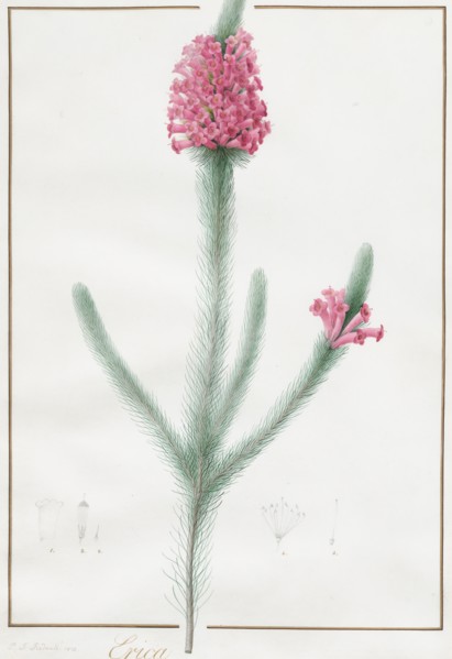 Erica Fulgida, 1813.