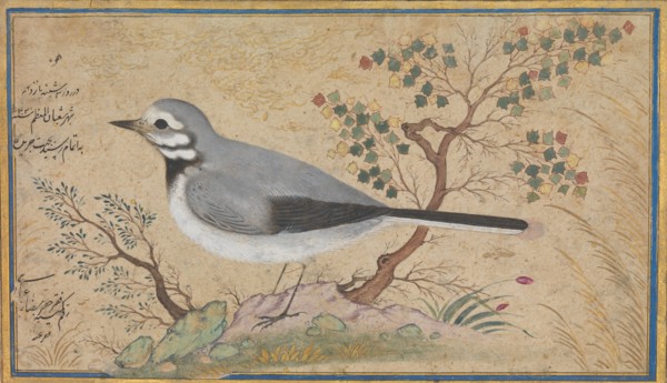 Study of a Bird, dated A.H. 1043/A.D. 1634.