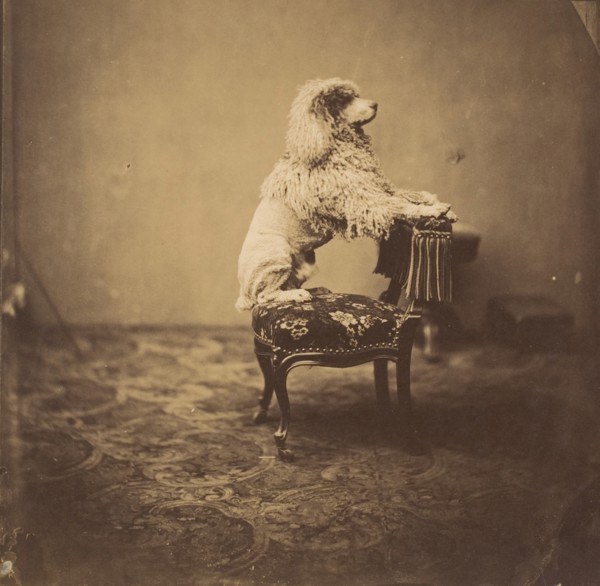 [Empress Eugénie's Poodle], 1850s.